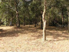 SW 102 Ave., Worthington Springs, FL 32054