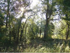 000 NE 154th Terrace, Williston, FL 32696