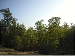 Lot 7 NE 25 Ln., High Springs, FL 32643