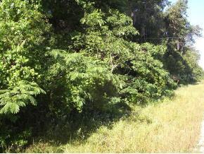 H 318 SW Hwy 318 West, Other, FL