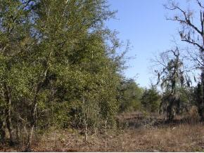 Franklin Dr., Hawthorne, FL 32640