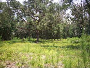 7505 SW (346 A) 137th Street, Archer, FL 32618