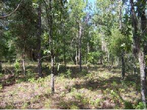 NW County Rd 25th, Bell, FL 32619