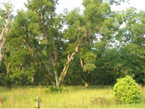 18903 NE Sr 26, Hawthorne, FL 32640