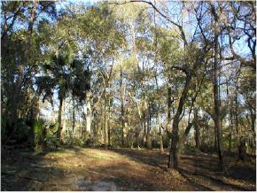 Lot45 NW S White Water Tr., Mayo, FL 32066