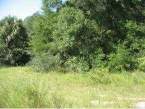 SW 13th St., Bell, FL 32619