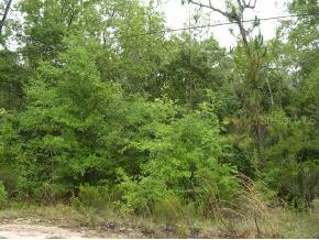 109 E Cedar Ct., Hawthorne, FL 32640