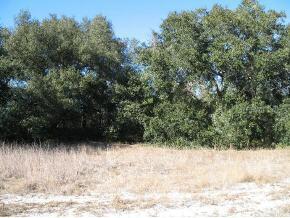 East Cowpen Lake Rd., Hawthorne, FL 32640
