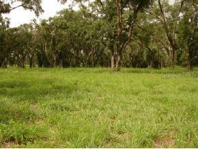 N Us 27a, Williston, FL 32696