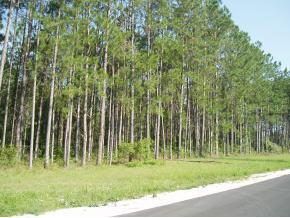 SW 100th Place, Lake Butler, FL 32054