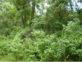 6716 SE 14th Lane, Gainesville, FL 32641