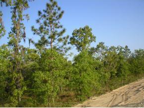 Lot11 NE 74th Ave., High Springs, FL 32643