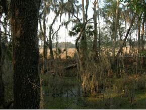 00 NE 58th Ave., Fort Mccoy, FL 32113