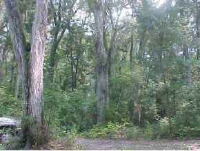 NE 83rd Ave., Old Town, FL 32680