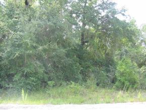 SE Pine Tree Road, Mayo, FL 32066