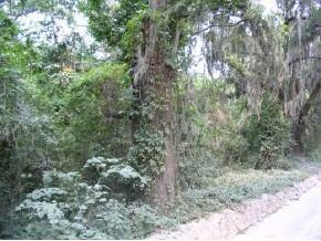 NW Old Bellamy Rd., High Springs, FL 32643