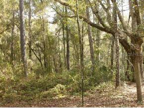 SW 83rd Lane, Gainesville, FL 32618