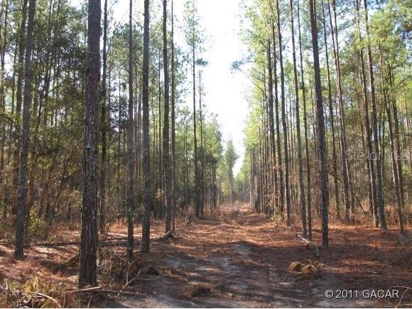 41 AC To Be Verified Rd., Gainesville, FL 32609