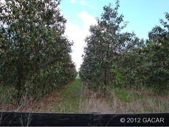 TBD NE 180th Ave., Williston, FL 32696