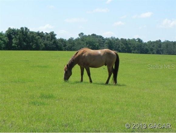 4474 NW 159th Dr., Newberry, FL 32669