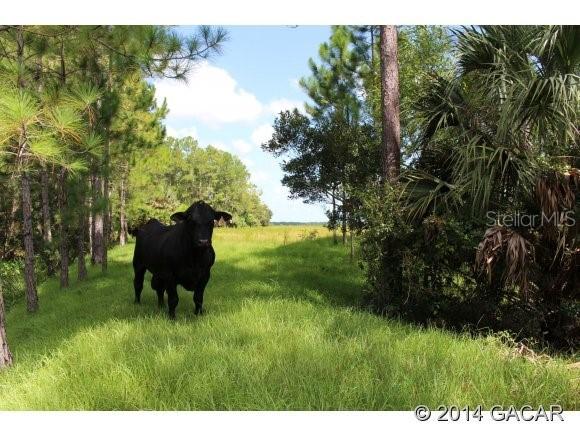 00 County Rd 305, Other, FL 32110