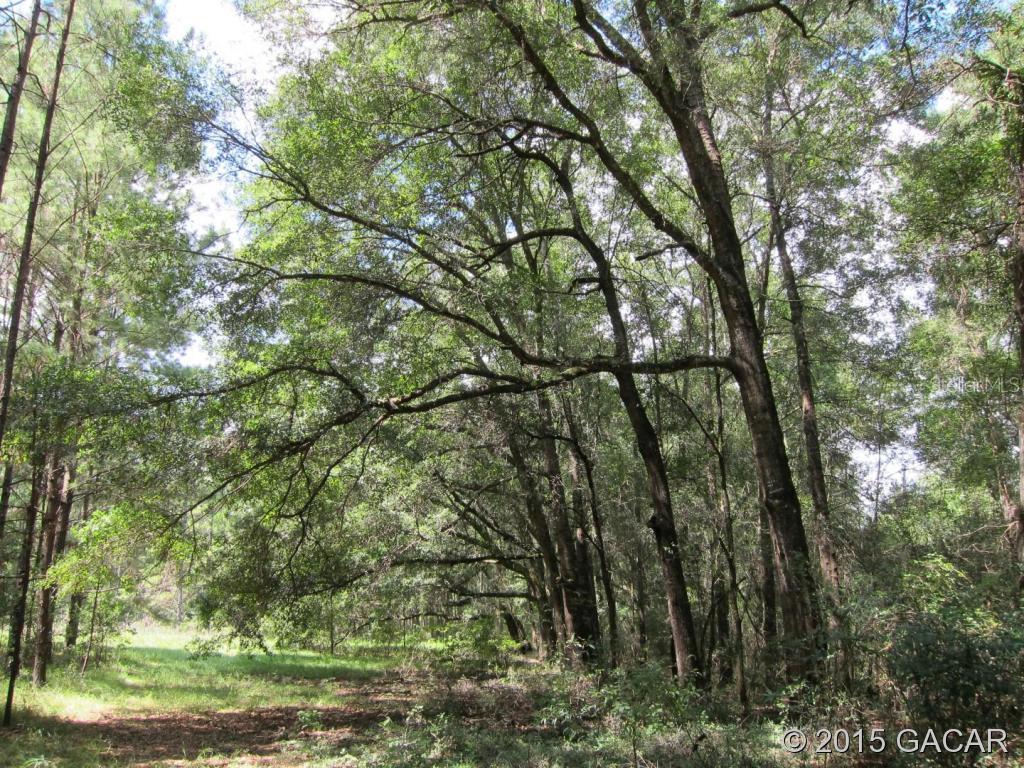 00 NE 60th St., Williston, FL 32696