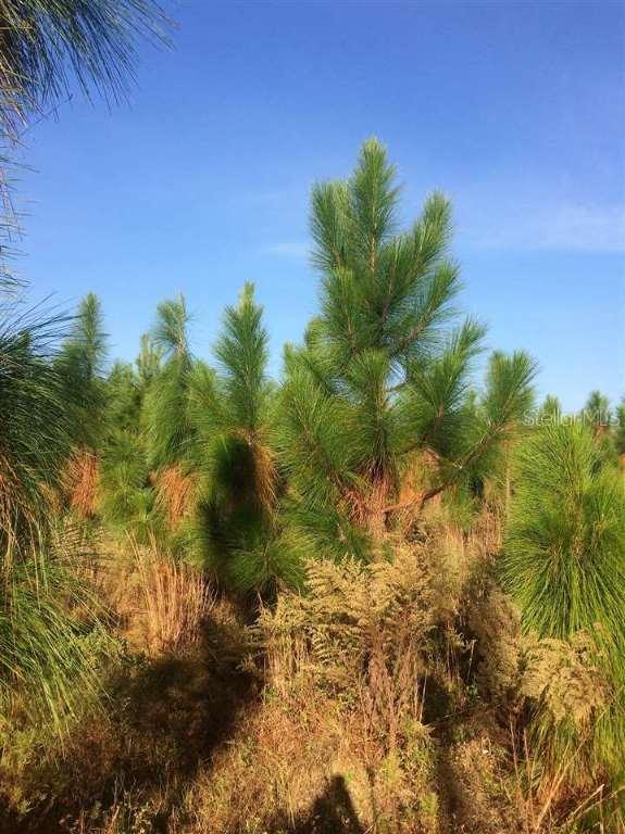 001 SW Old Wire Rd., Lake City, FL 32024