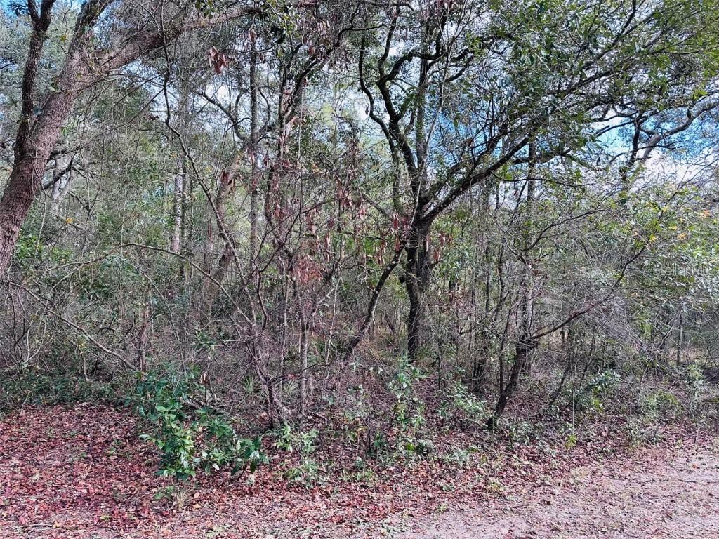 16151 NW 80th Ct., Fanning Springs, FL 32693