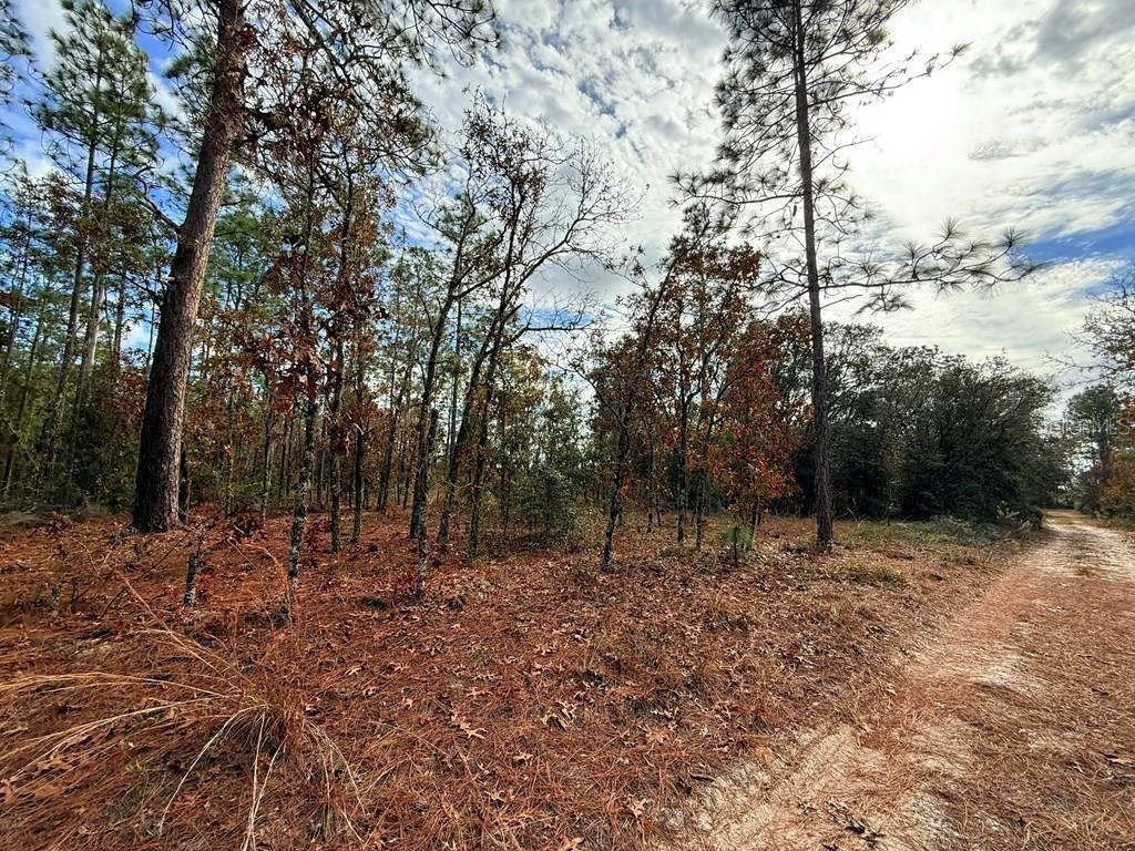 NE 104th Court, Bronson, FL 32621