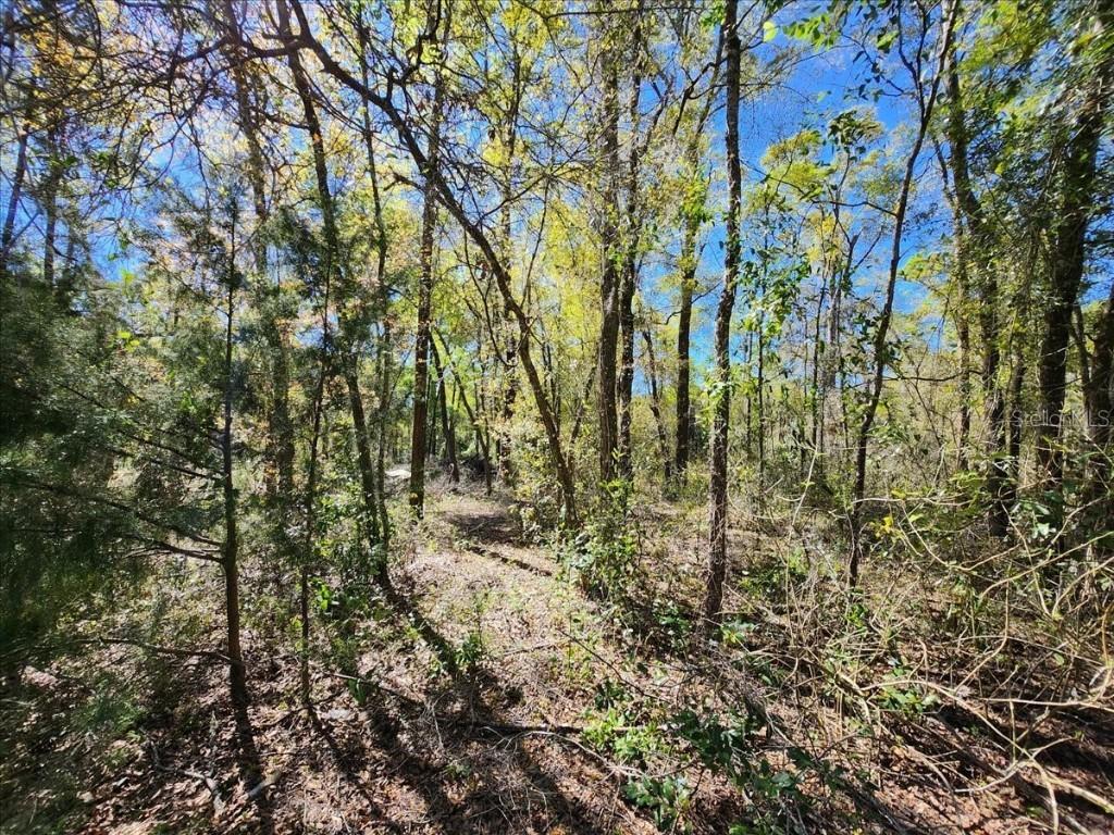00 Pine Dr, Bronson, FL 32621