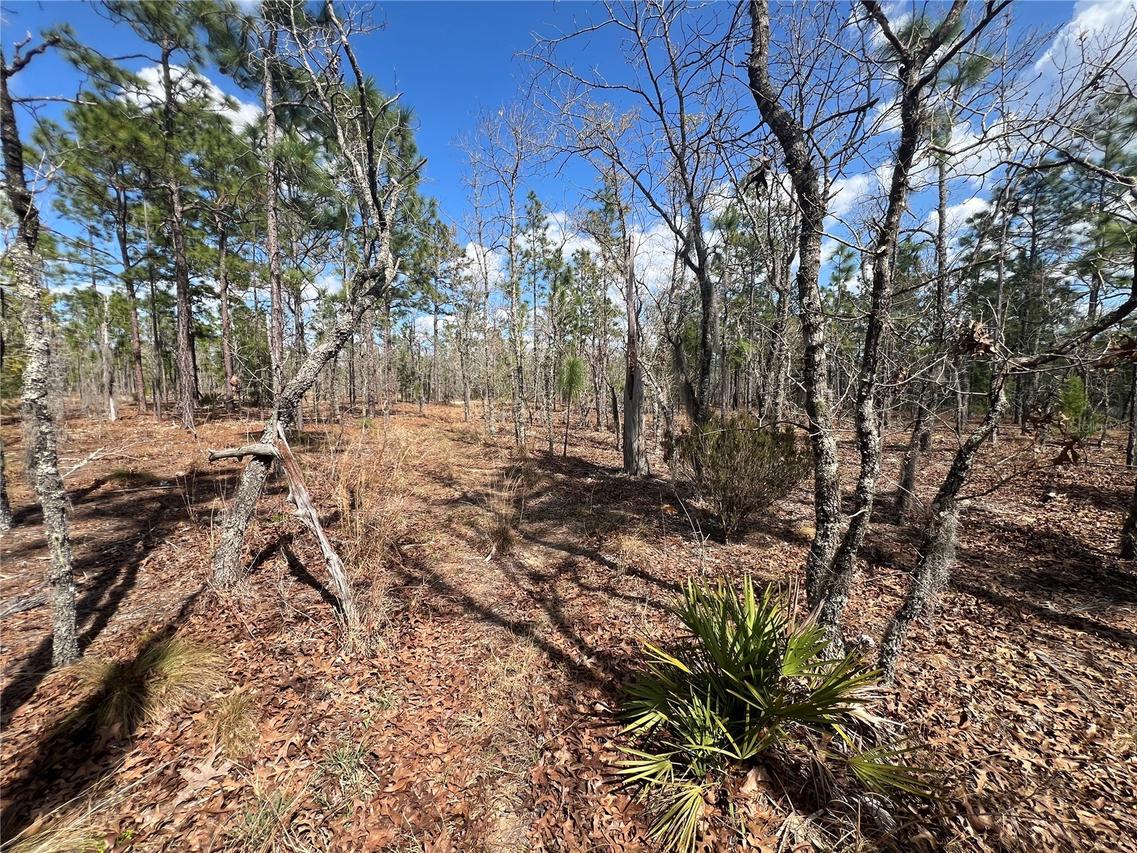 143 Quail Way, Hawthorne, FL 32640