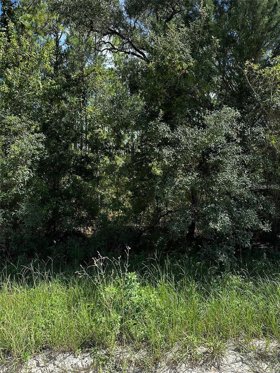 XX SE 21st Place, Williston, FL 32696