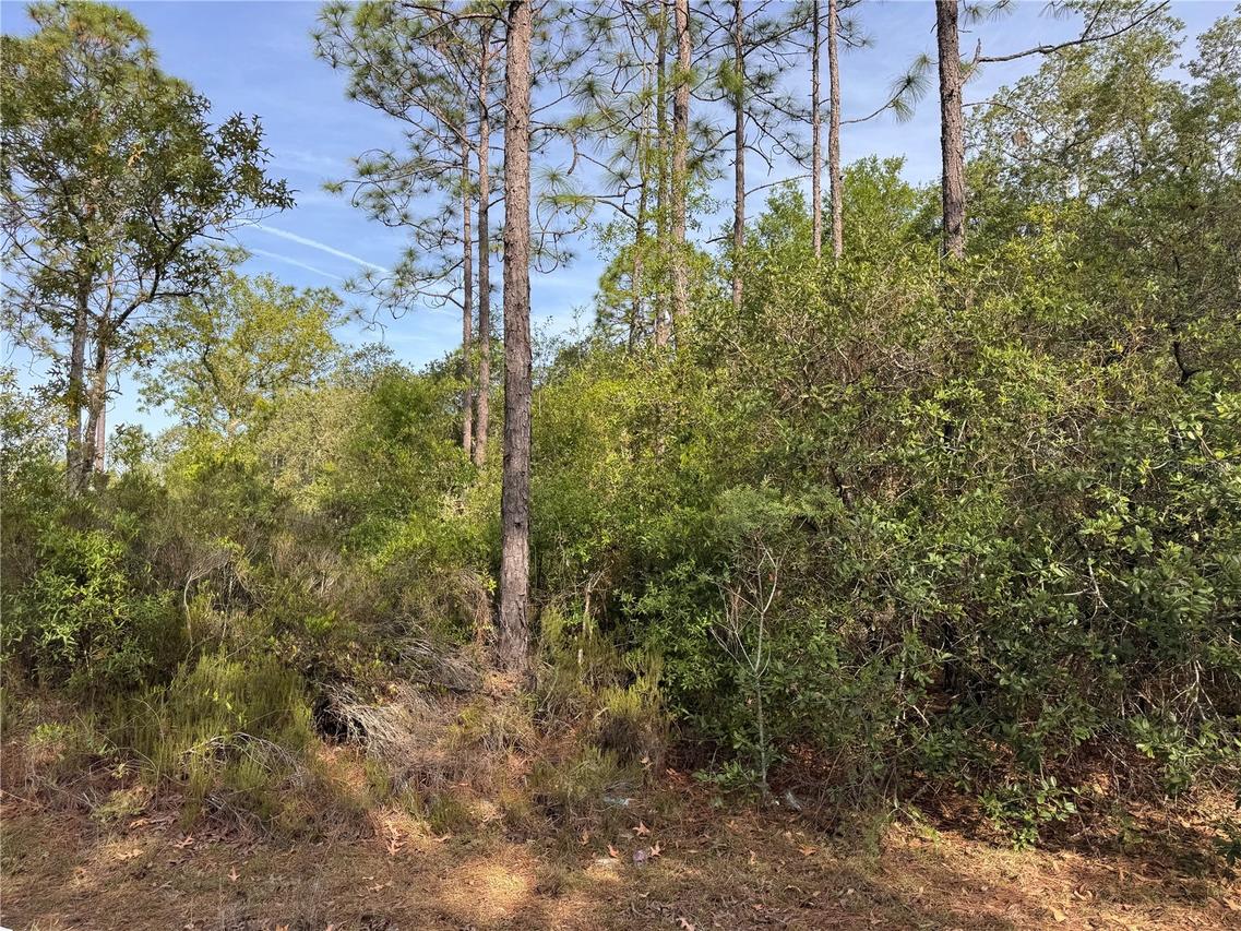 TBD NE 76th St., Bronson, FL 32621