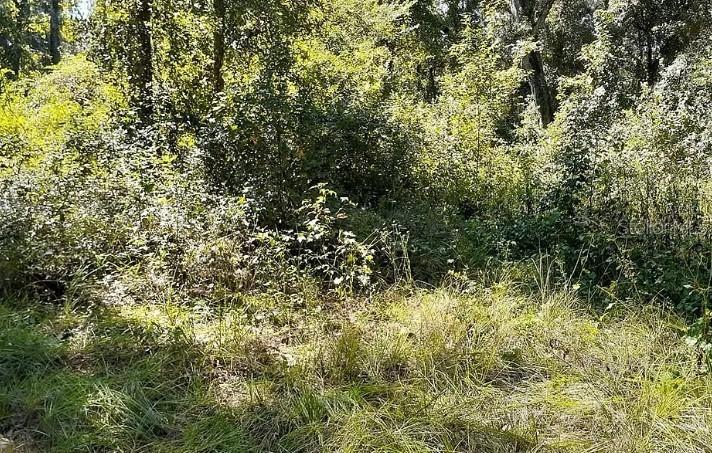 11910 SW 36th Way, Webster, FL 33597