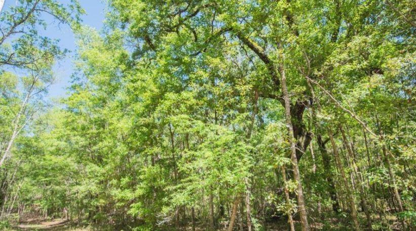[Address Hidden by Seller], Old Town, FL 32680