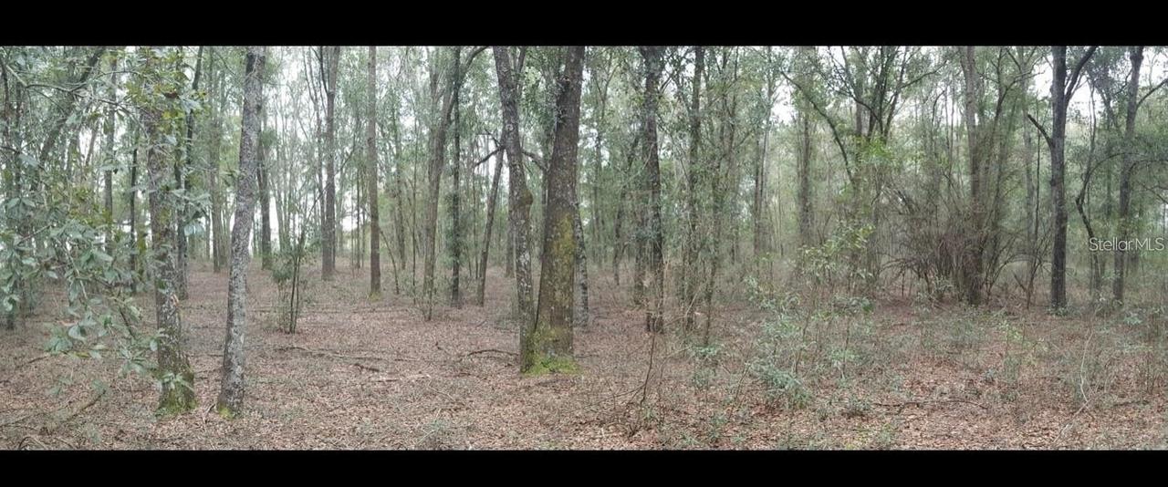 176th St, Mc Alpin, FL 32062