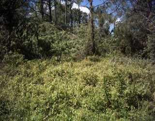 103 Ravenswood Blvd., Port Charlotte, FL 33954