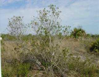 14118 Fort Myers Avenue, Port Charlotte, FL 33981