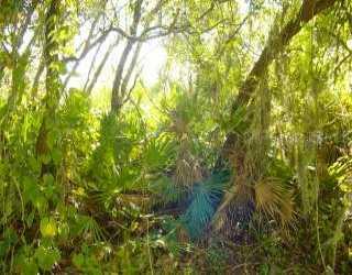 1145 Nectar Road, Venice, FL 34293