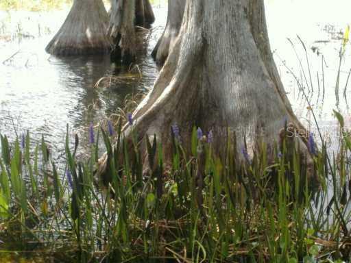 9916 Lone Tree Ln., Orlando, FL 32836