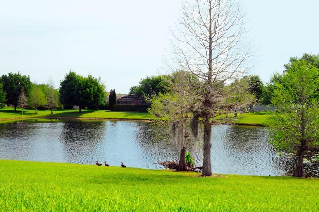 6133 Andreozzi Ln., Windermere, FL 34786