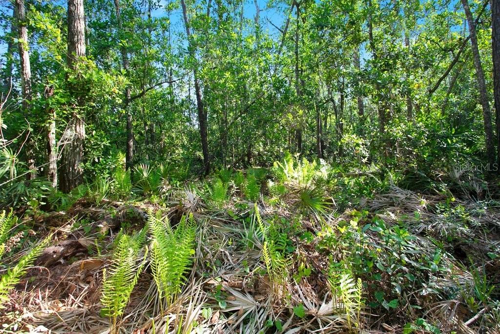 Riverwoods Tr., Chuluota, FL 32766