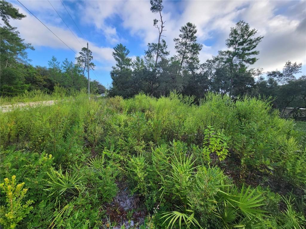 Lot 17-24 Palmetto St., Paisley, FL 32767