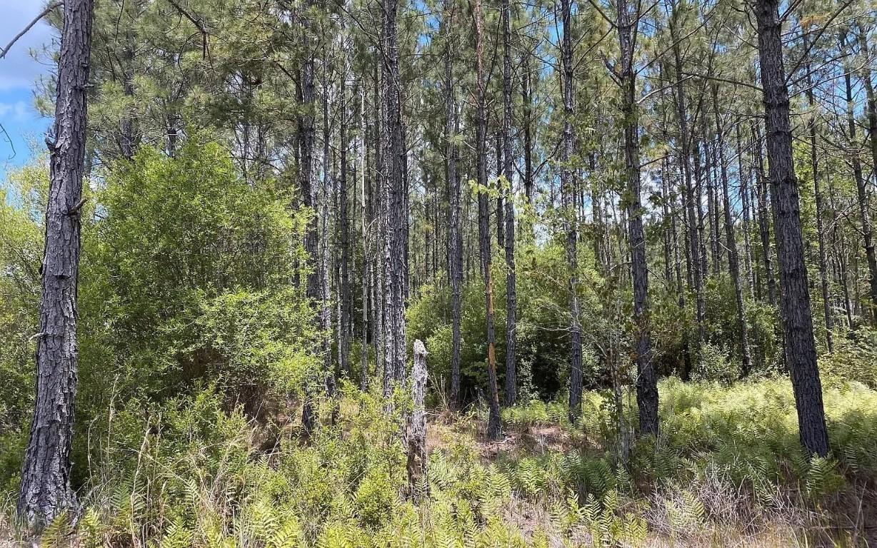 1570 SW Wabasso Ter., Greenville, FL 32331
