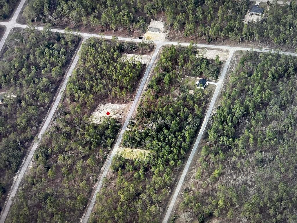 Narcissus, Dunnellon, FL 34431