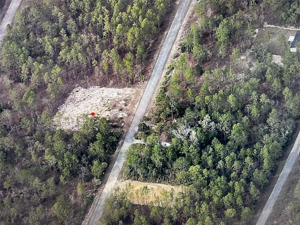 Narcissus, Dunnellon, FL 34431
