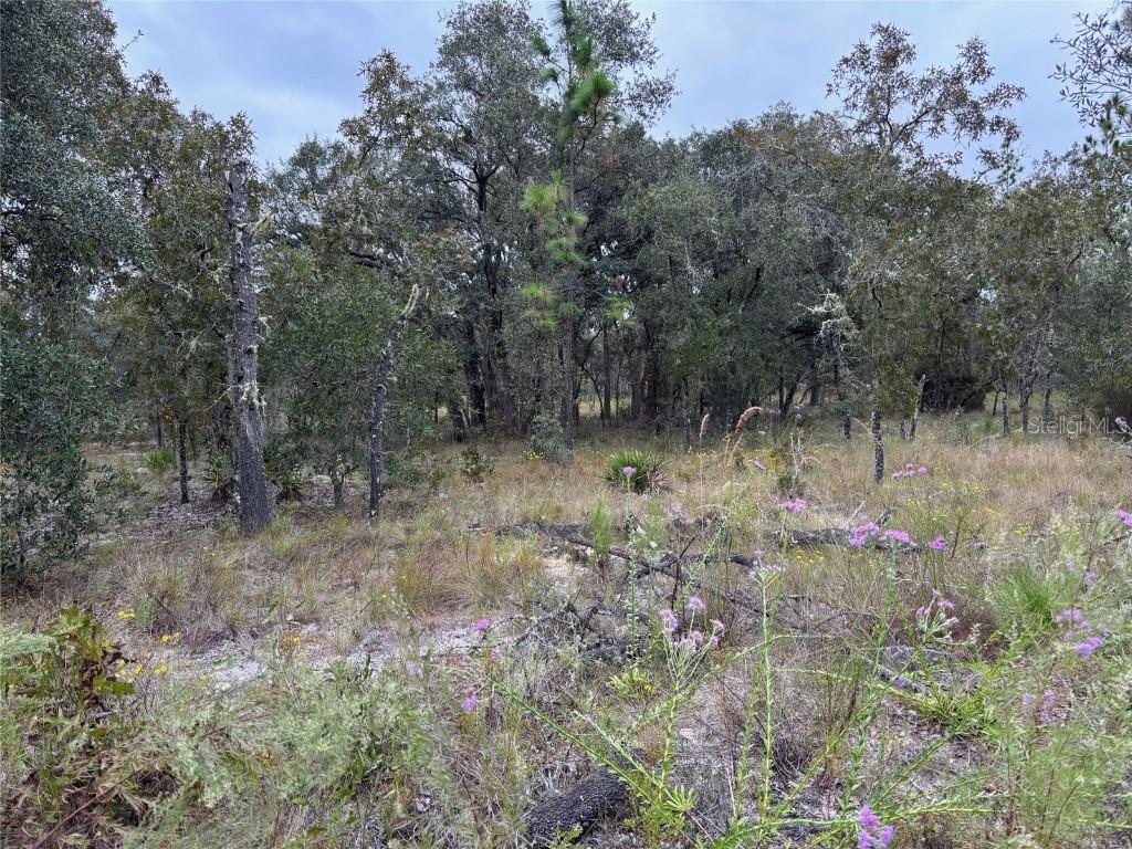 SE 63rd Ln., Morriston, FL 32668