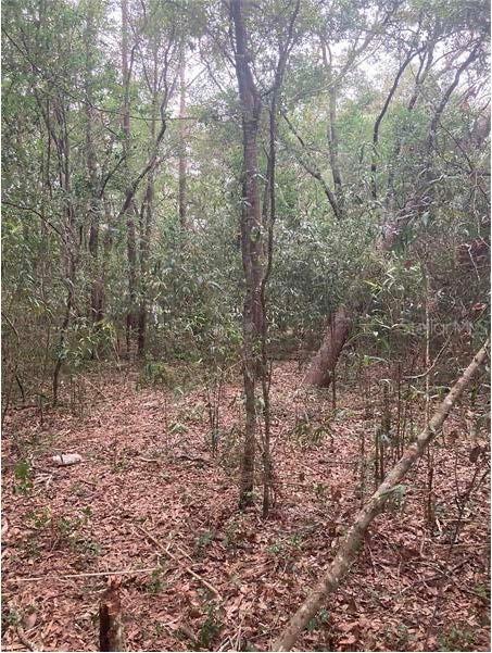 Virginia Rd., Altoona, FL 32702