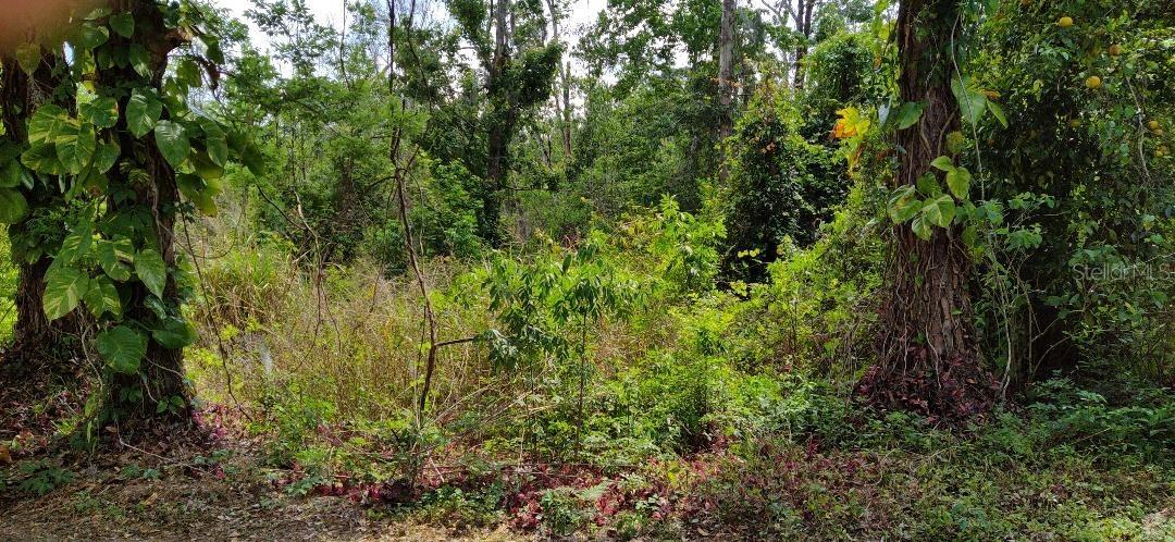 Marjorie Blvd., Longwood, FL 32750