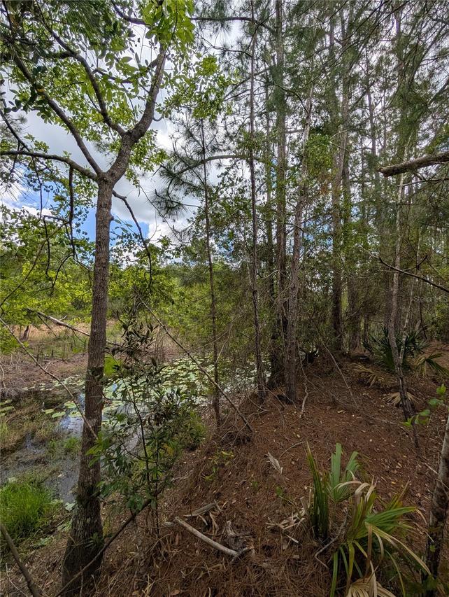 38521 Ilex Tr., Eustis, FL 32736